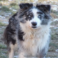 Astra Chete, Rough Coated Blue Merle Border Collie